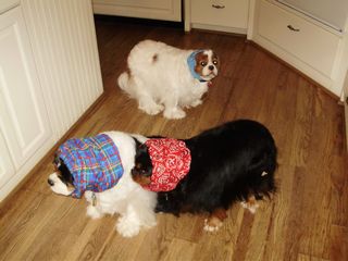 dogs in snoods 001