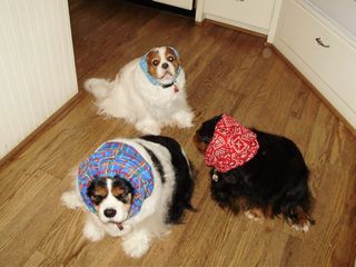 dogs in snoods 002